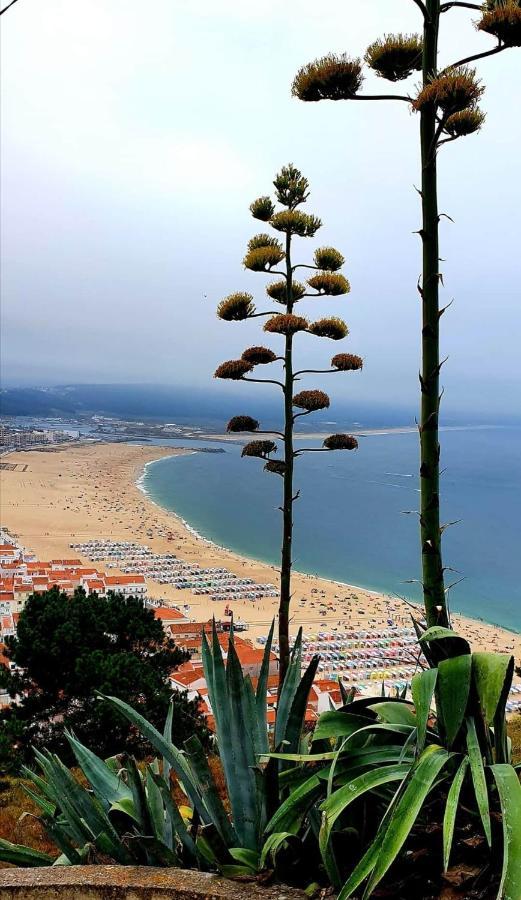 Alojamento Madeira * Nazaré